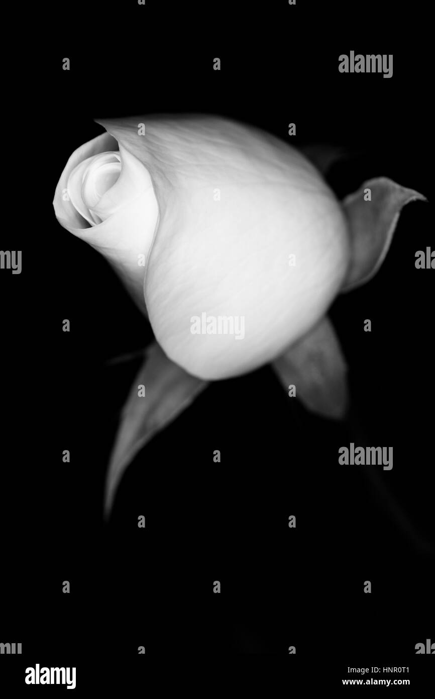 Black and white flower.  Black background. White rose. Stock Photo