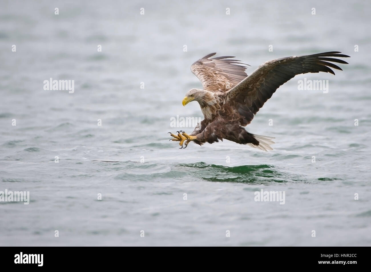 Sea eagle on food search, Seeadler auf Nahrungssuche Stock Photo