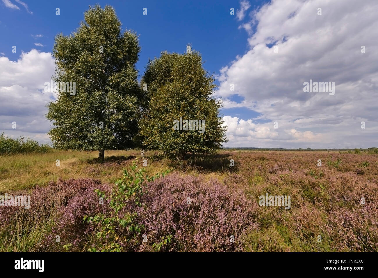 landscape in the Goldenstedter Moor, Lower Saxony, Germany Stock Photo ...