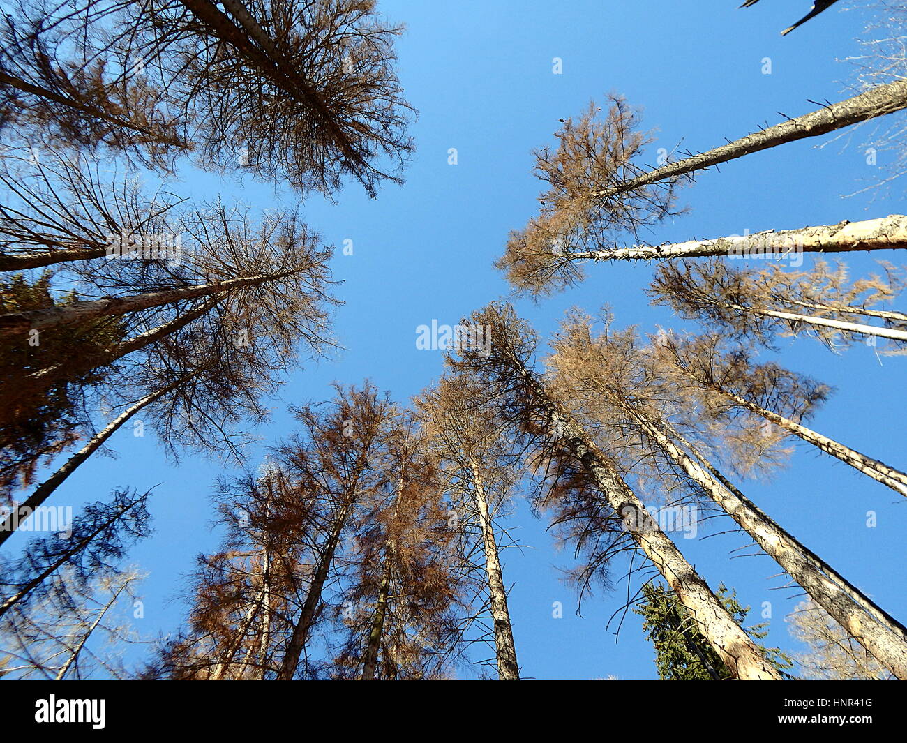 dead spruce forest and blue sky, dry spruce trees Stock Photo Alamy