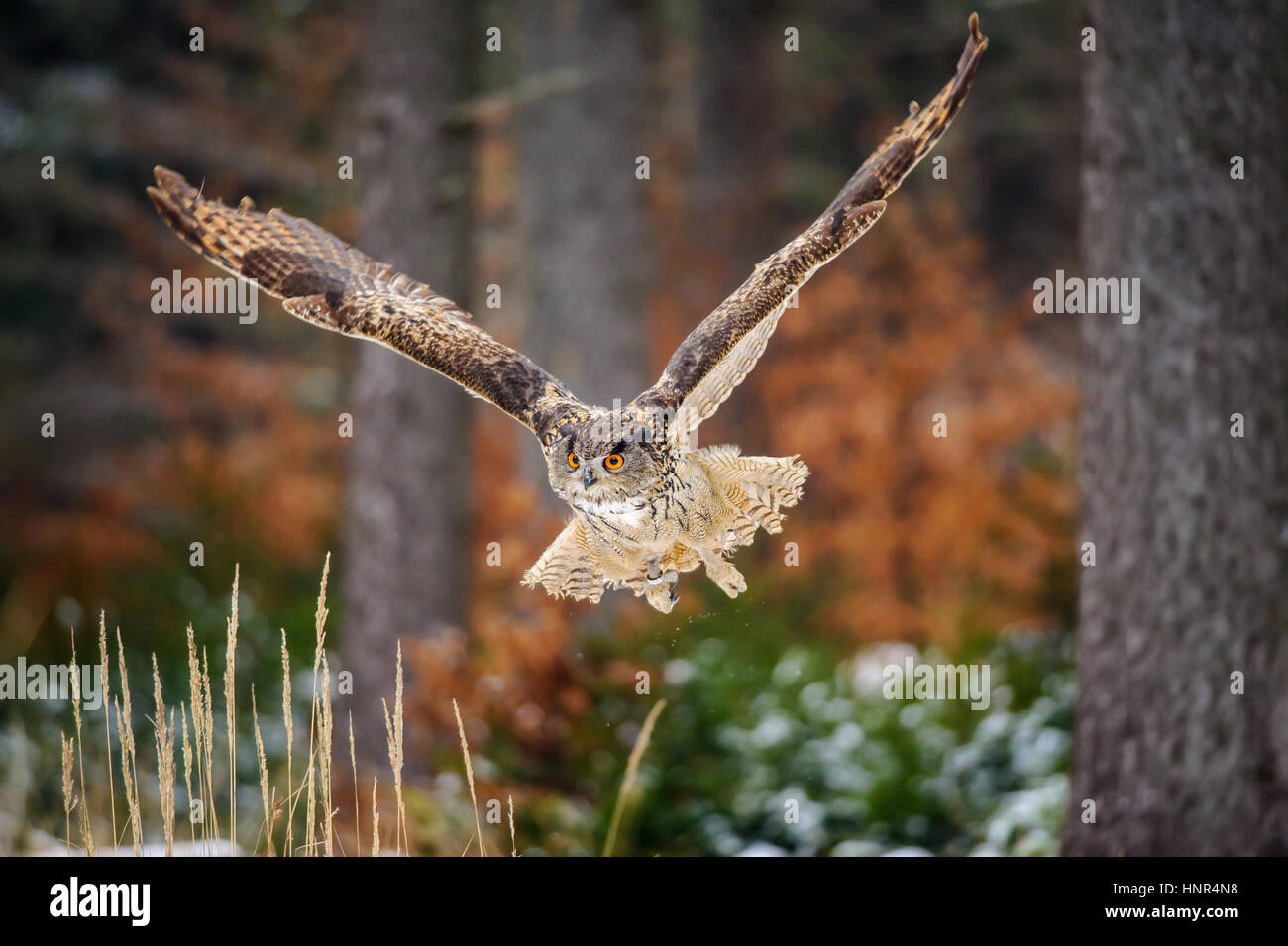 Flying Eurasian Eagle Owl in colorfull winter forest. Wing span in fly. Stock Photo