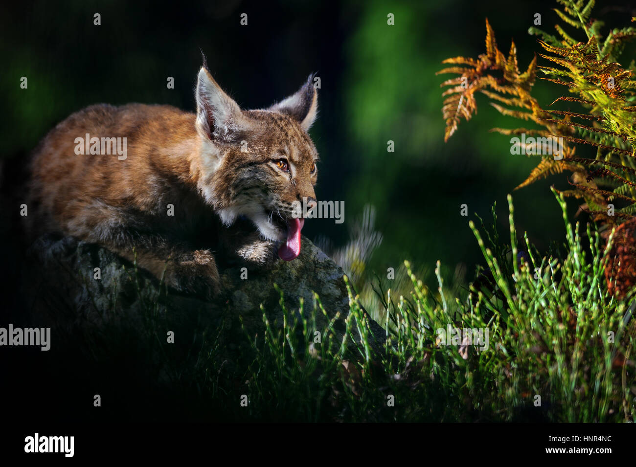 Licking eurasian lynx in forest with fern and colorful grass Stock Photo