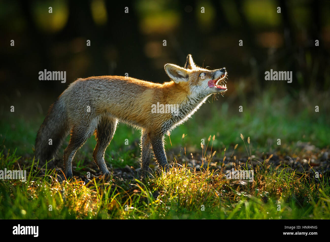 Red fox with in forest backlight having open mouth and lick it self when looking up Stock Photo