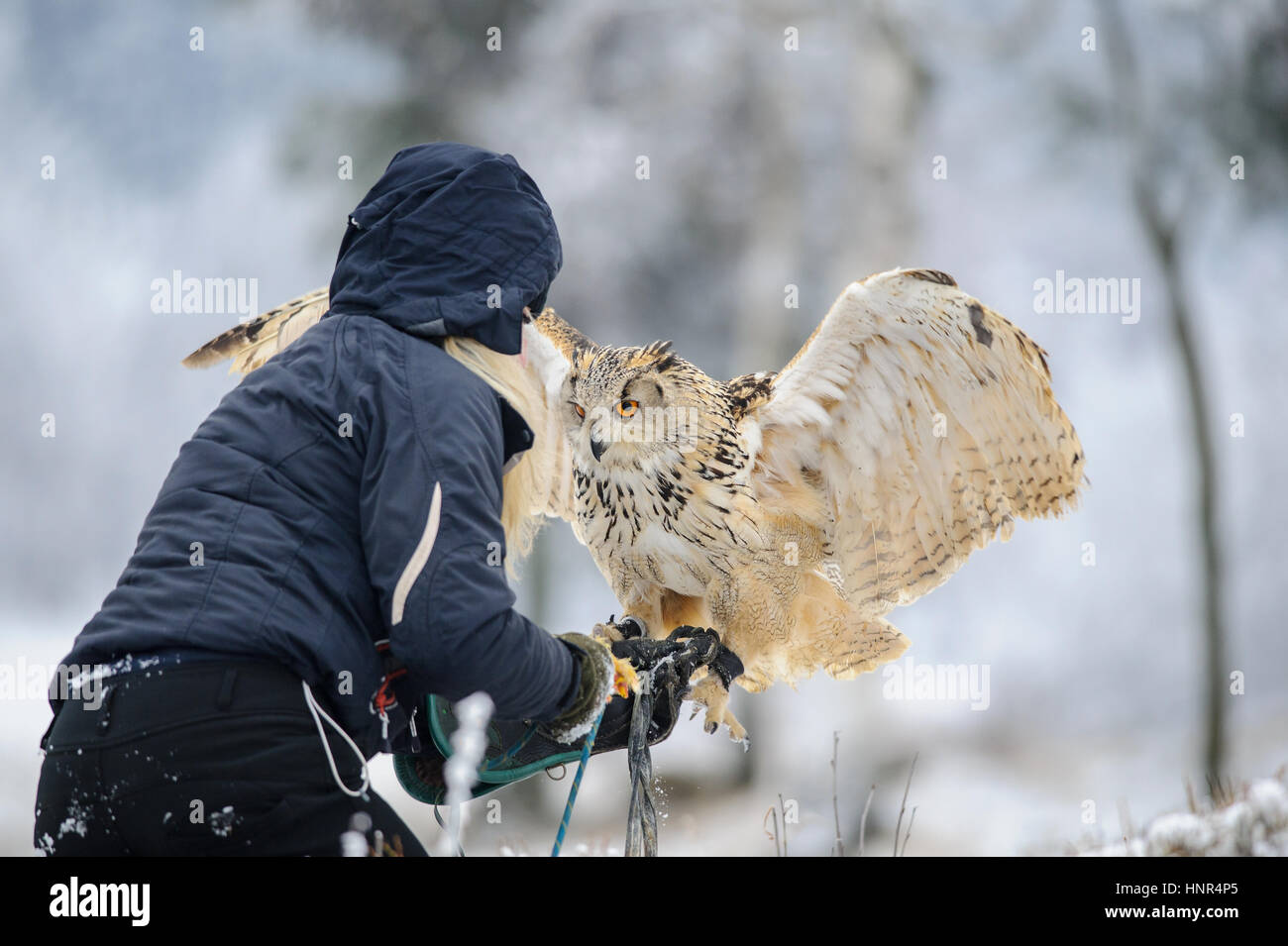 Falconer wit landing Eurasian Eagle Owl to her hand with gauntlet in winter time. Blonde hawker woman in blue jacket with her raptor Stock Photo