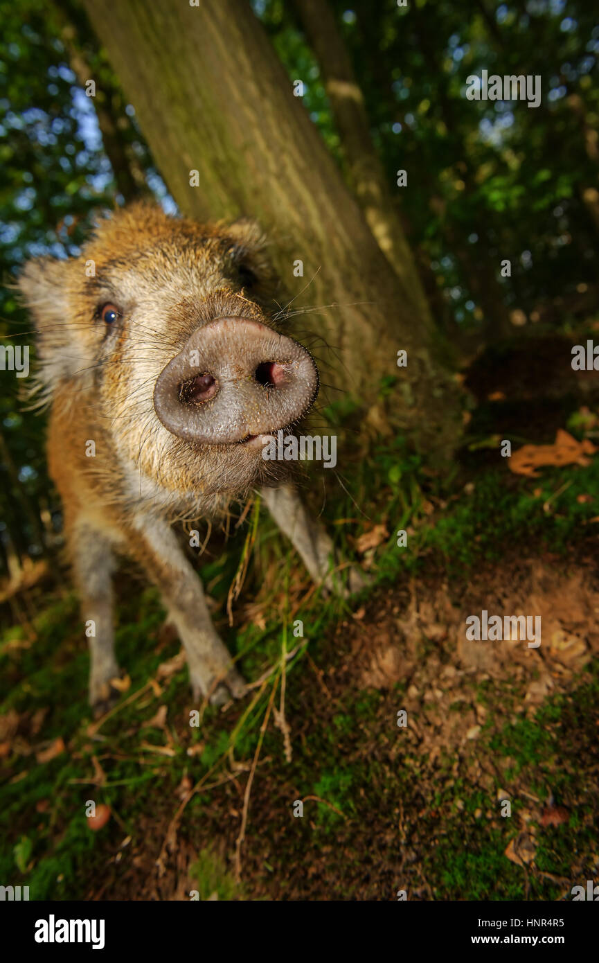 Sniffing wild boar snout from closeup view in dark forest Stock Photo