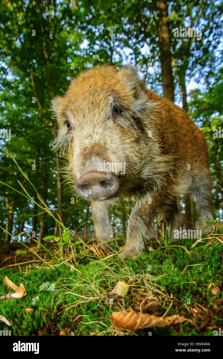 Wild boar snout from down closeup view in colorful autumn forest Stock Photo