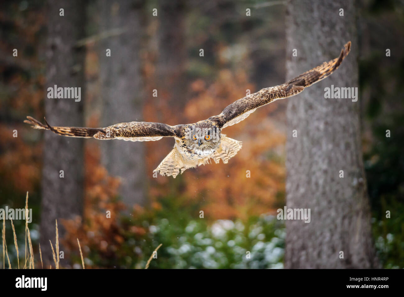 Flying Eurasian Eagle Owl in colorfull winter forest. Wing span in fly. Stock Photo