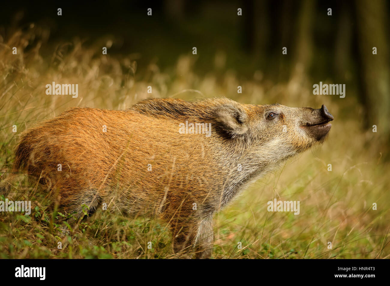 Sniffing wild boar from side view. Juvenile in long yellow grass in autumn forest Stock Photo