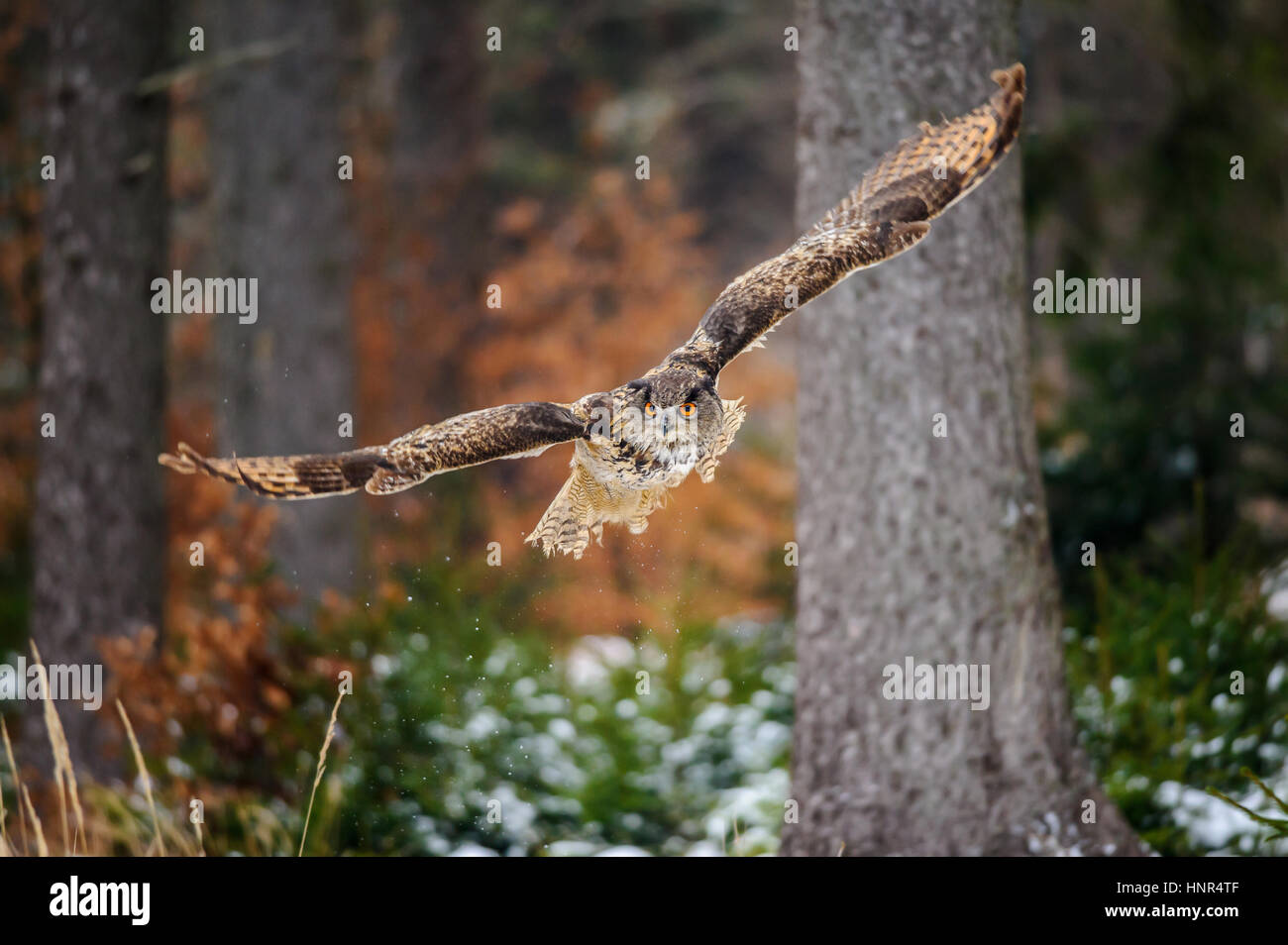 Flying Eurasian Eagle Owl in colorfull winter forest. Wing span in fly. Stock Photo