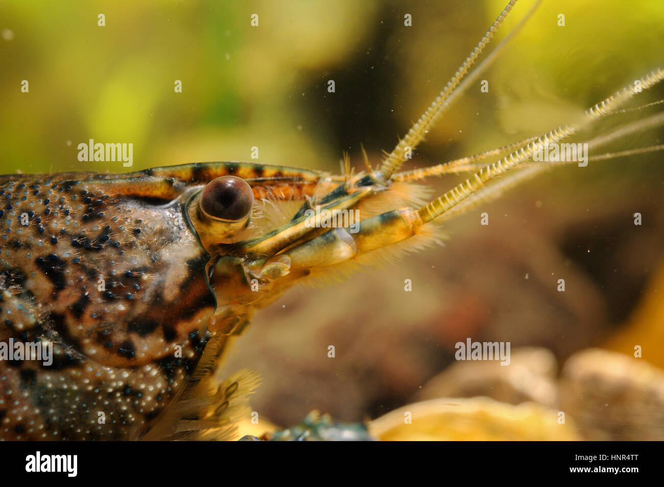 Crayfish head closeup detail with antenna under water Stock Photo Alamy