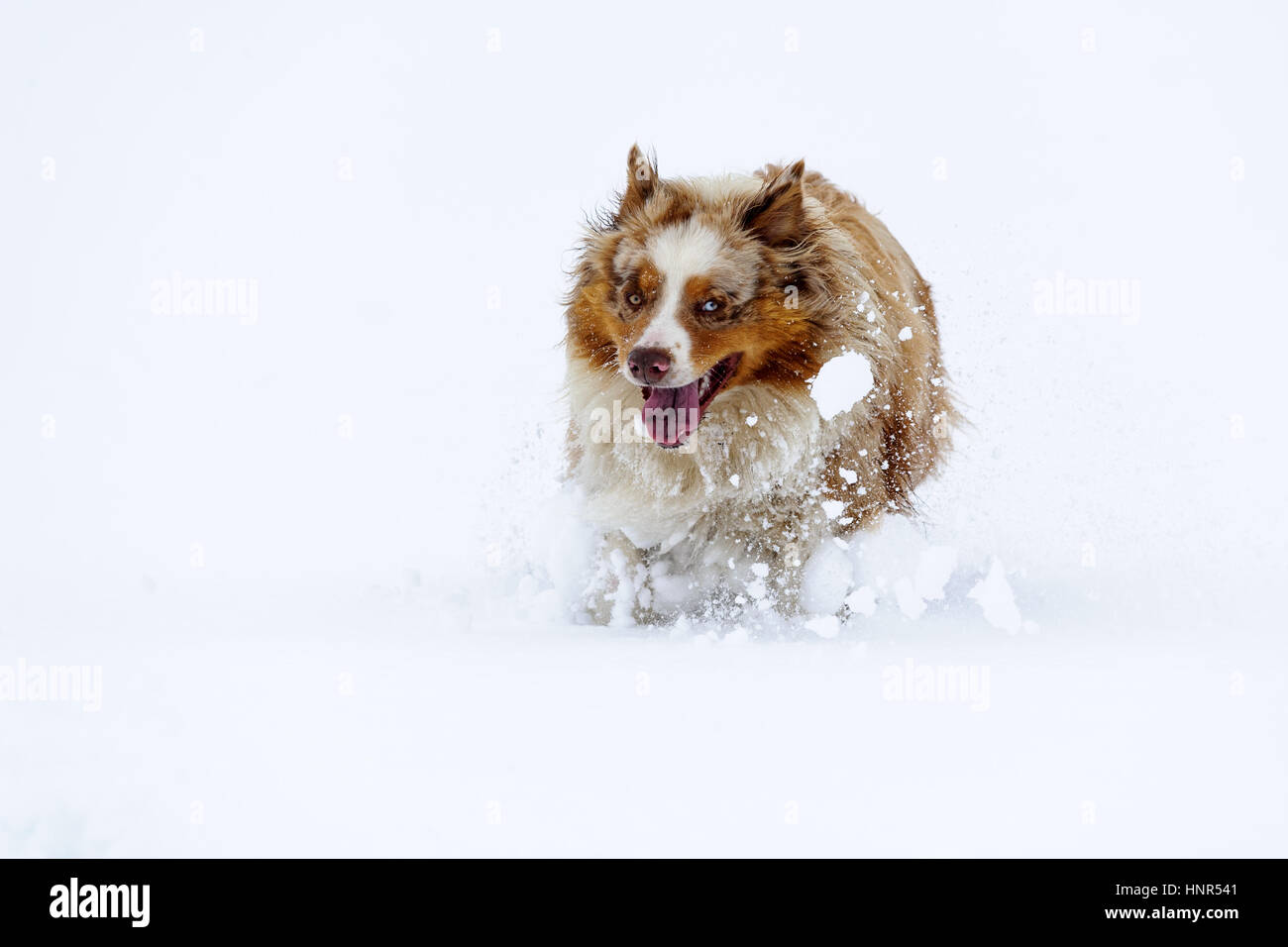 Australian Shepherd running in the snow by huge jumps with cloud of snow around Stock Photo
