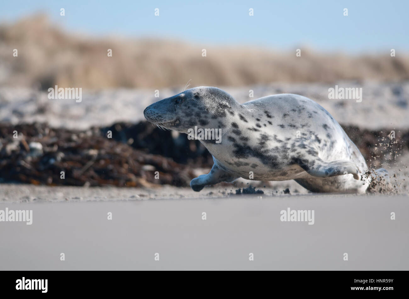 Seal resting on sandy beach hi-res stock photography and images - Alamy