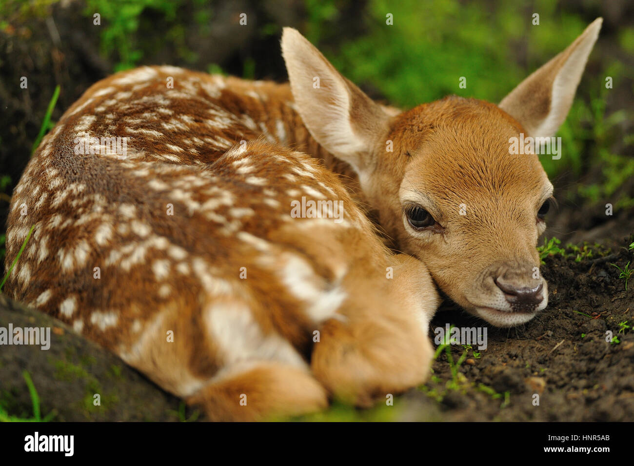 Just born cute young fallow deer lying on the grass Stock Photo