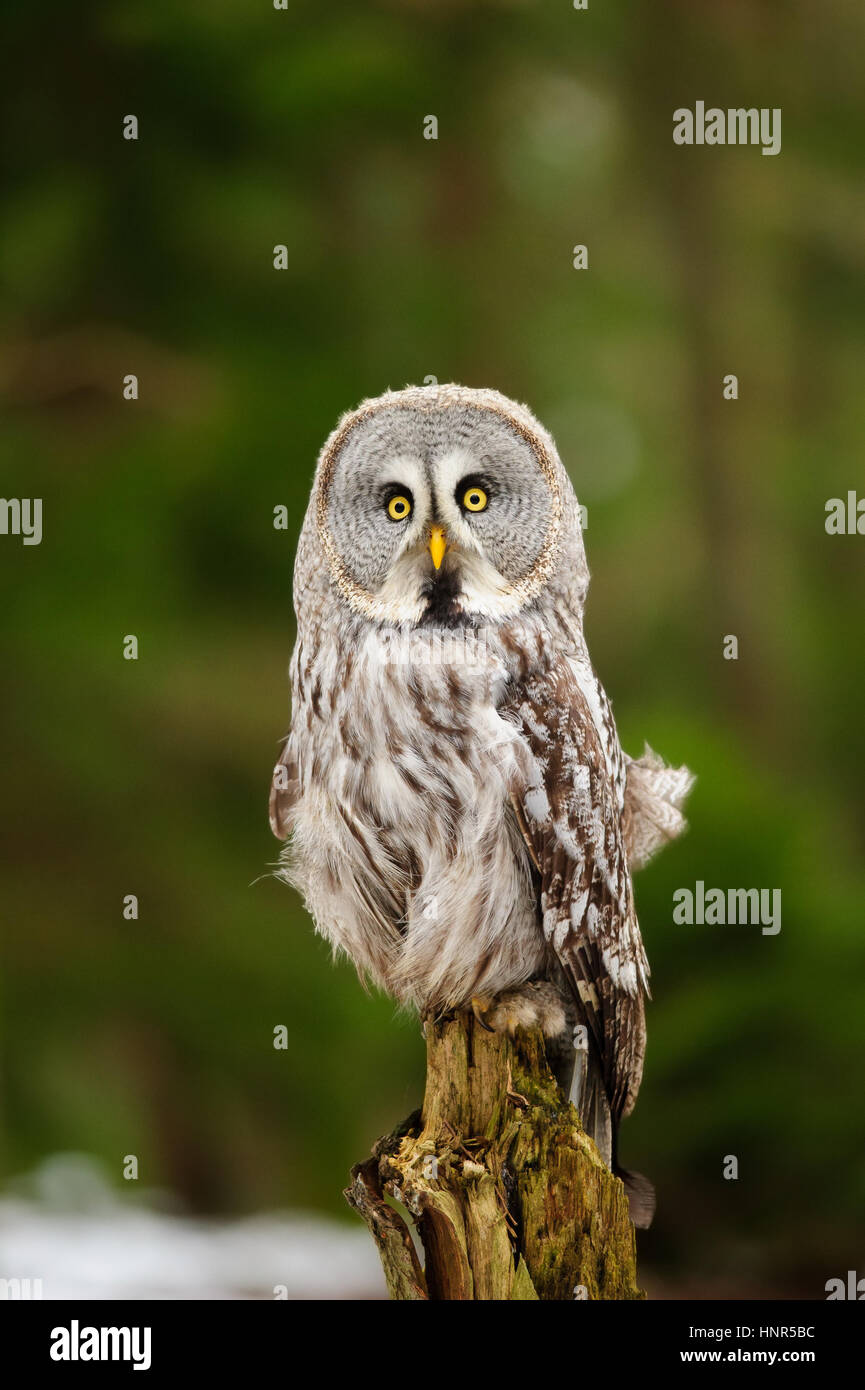 Great grey owl in the winter forest Stock Photo