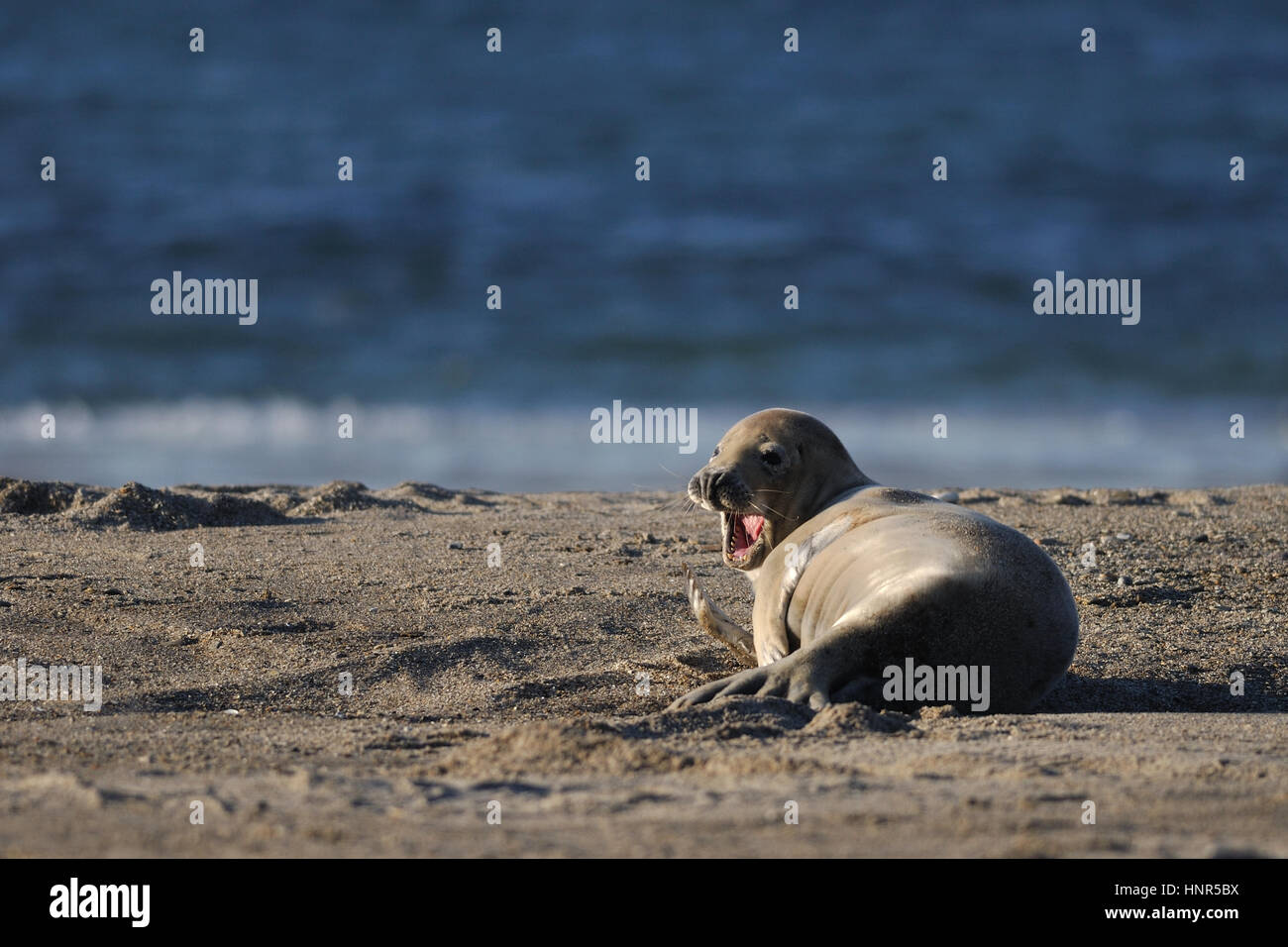 Harbor seal laying on the sandy beach Stock Photo - Alamy