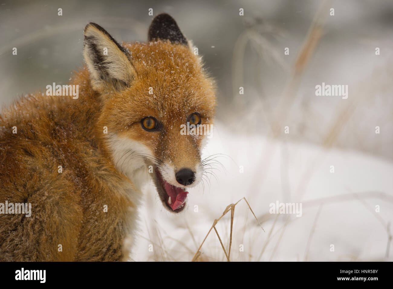 close up red fox portrait in the winter on snowy ground Stock Photo
