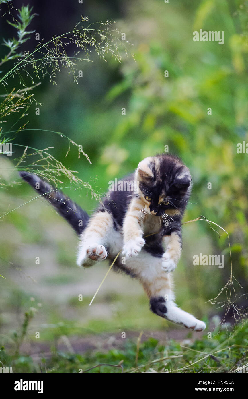 Multicoloured cute kitty in funny jump position Stock Photo