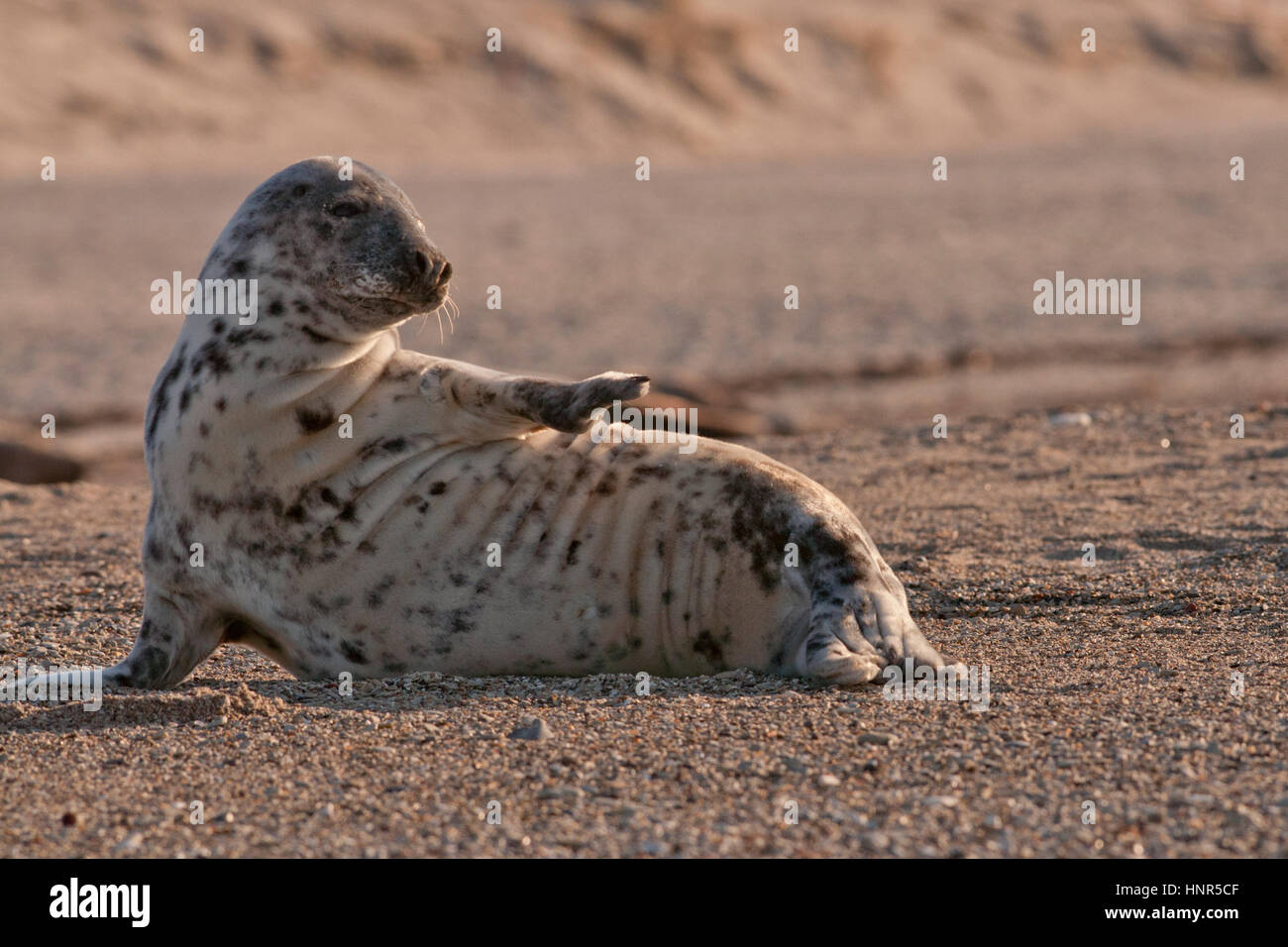 Harbor seal laying on the sandy beach Stock Photo - Alamy