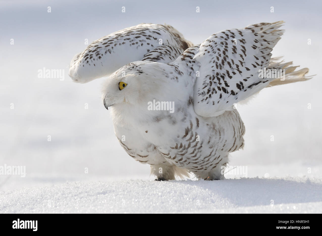 Snowy owl flap wings Stock Photo