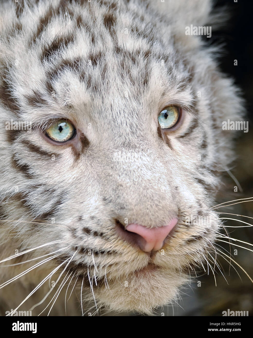 Closeup White Baby Tiger Head Stock Photo 133889660 Alamy