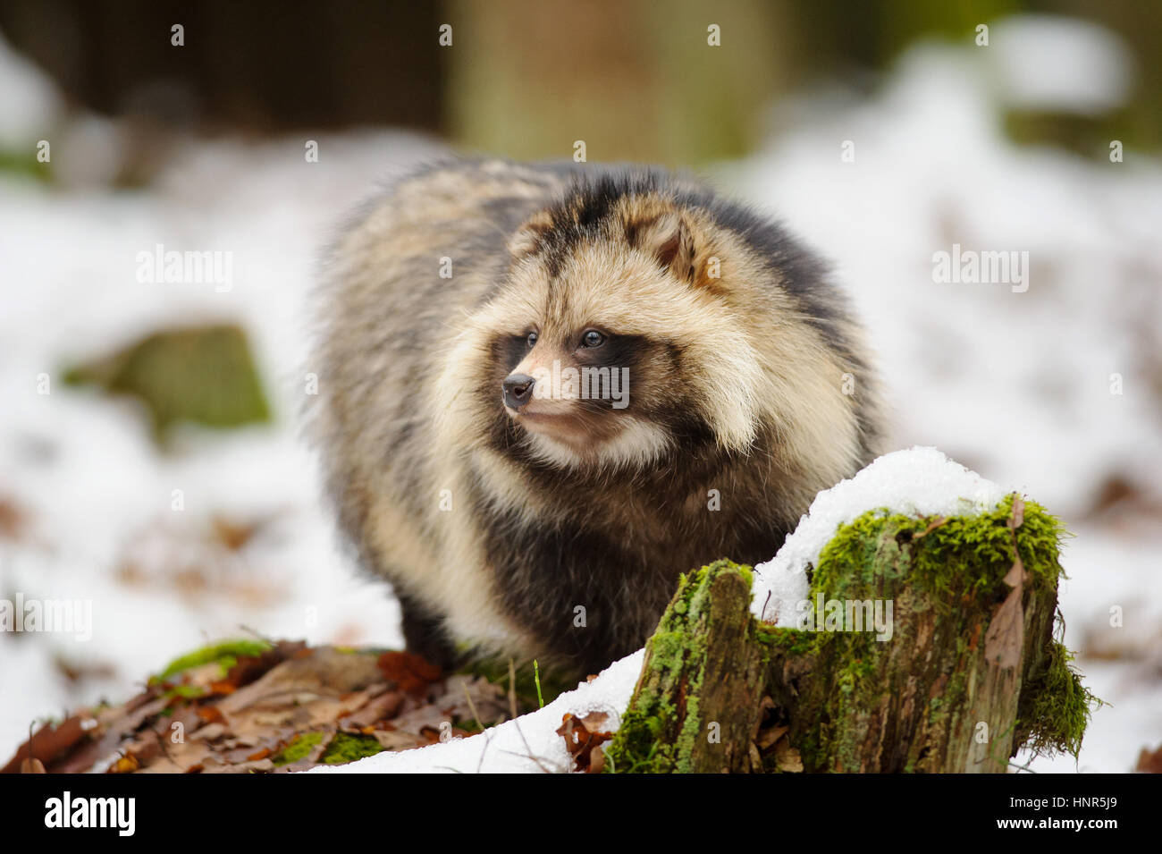 Raccoon dog walking in the winter forest Stock Photo