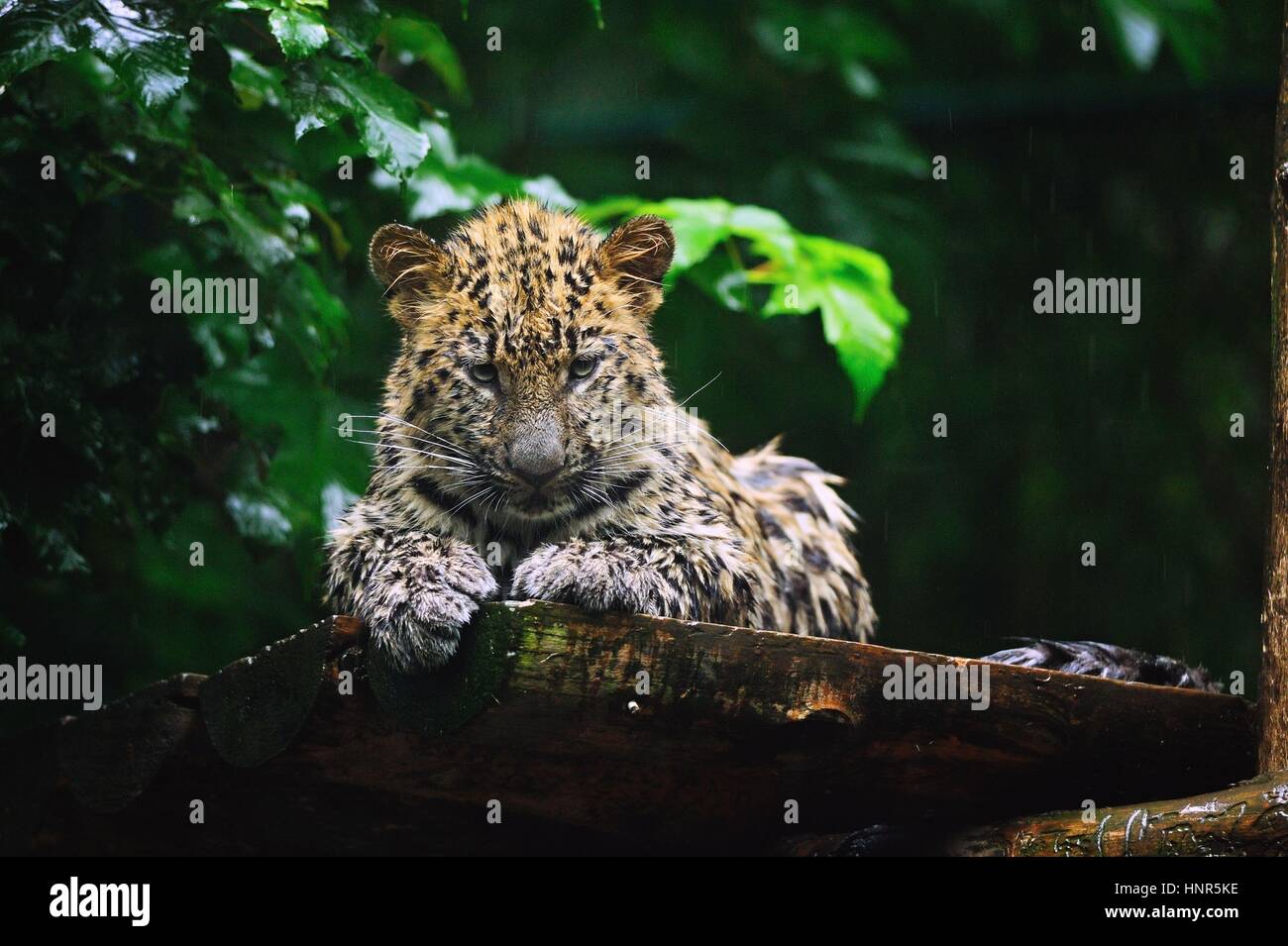 Wet Amur leopard cub lying on wooden desk in the rain Stock Photo