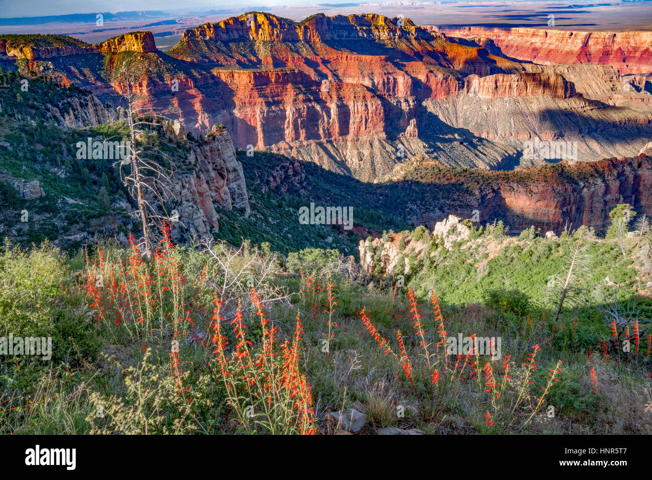 Scar;et gi;ia blooms and Grand Canyon, Grand Canyon National Park, Arizona  Point Imperial, Ipomopsis aggregata Stock Photo