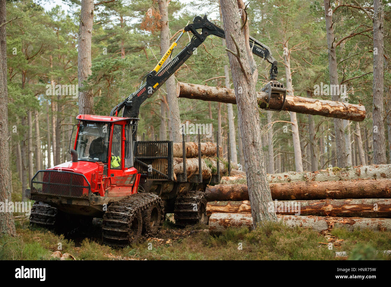 Logging truck transporting tree logs in a woodland forest Stock Photo