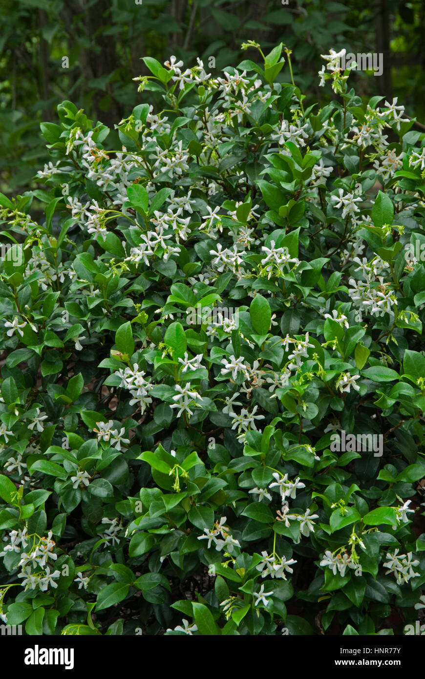 Trachelospermum jasminoides,  star jasmine, confederate jasmine Stock Photo