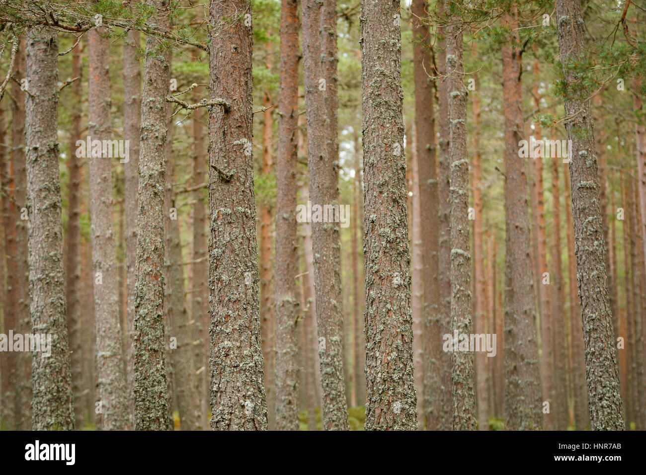 Dense woodland background hi-res stock photography and images - Alamy