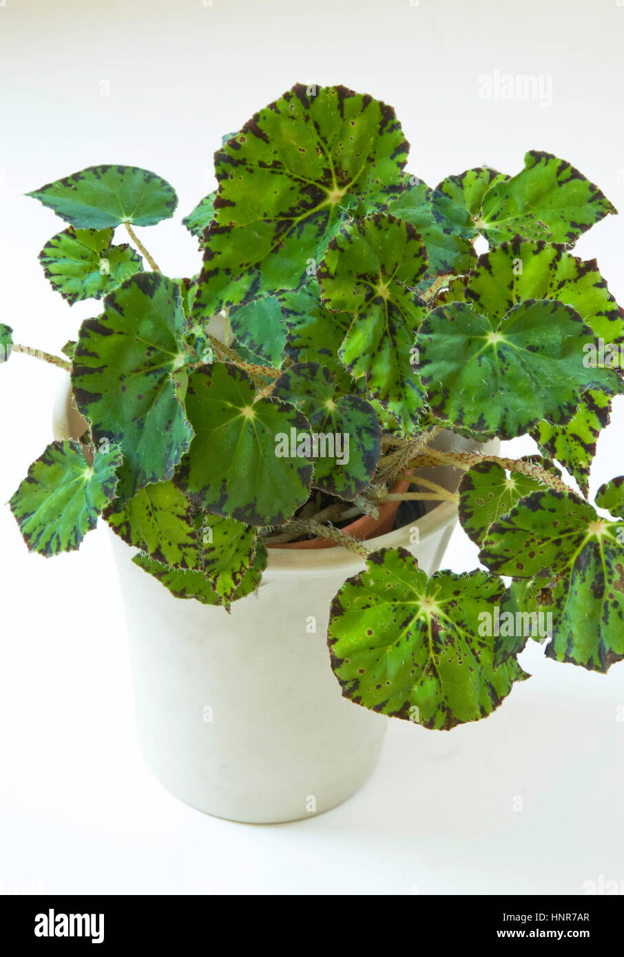 Begonia bowerae, Eyelash begonia, Stock Photo