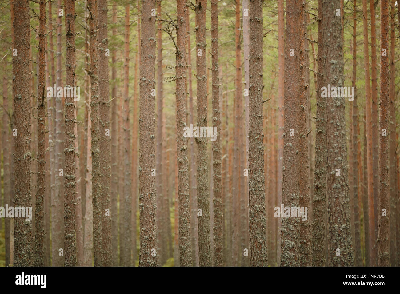 Dense woodland background hi-res stock photography and images - Alamy