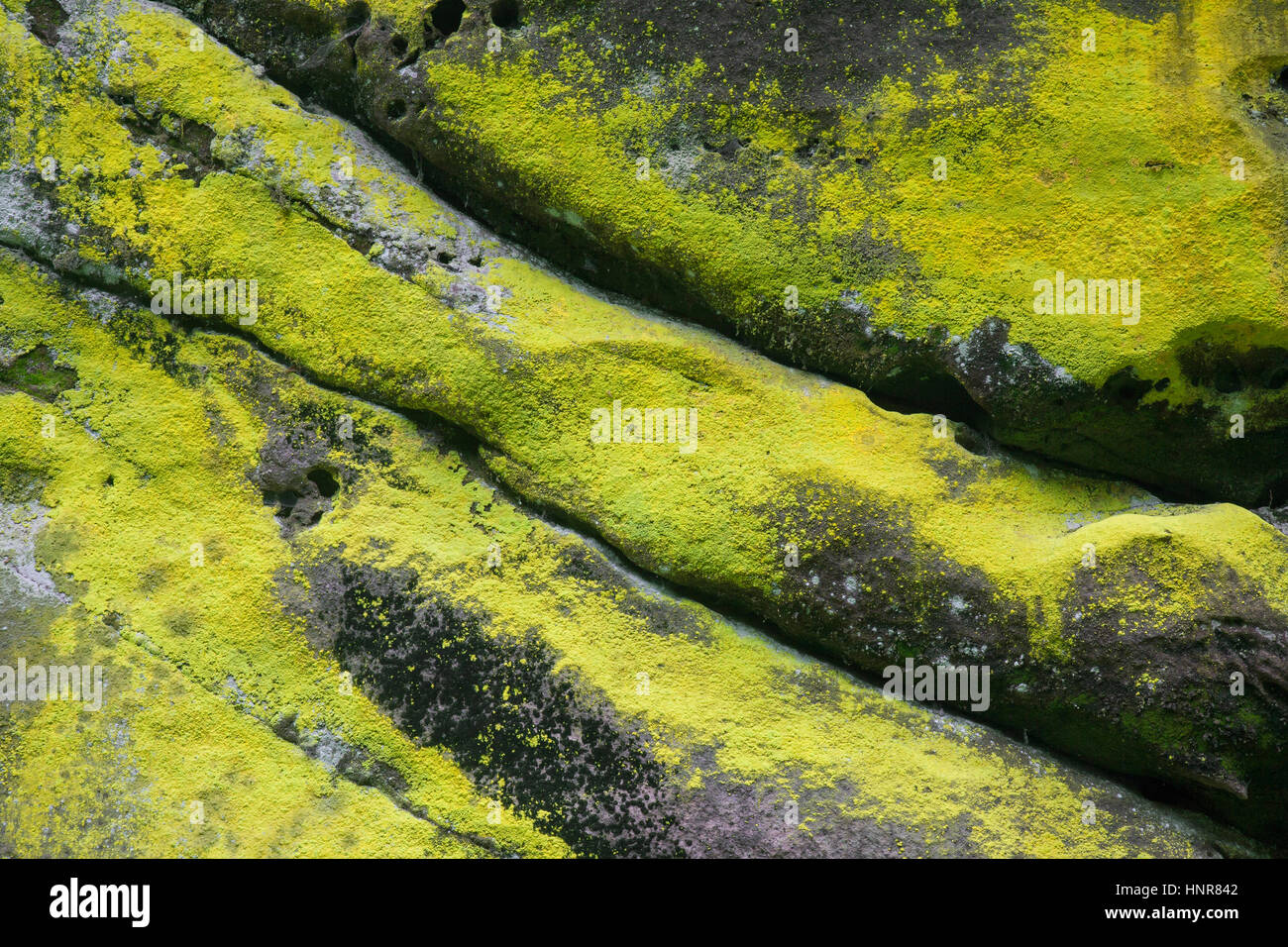 Sulphur dust lichen / greenish gold dust lichen (Chrysothrix chlorina) on sandstone rock Stock Photo
