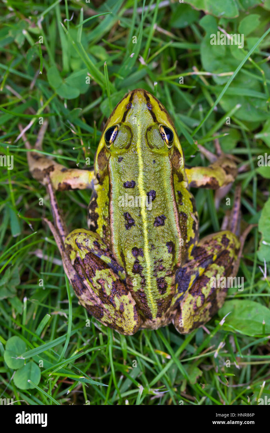 Edible frog / common water frog / green frog (Pelophylax kl. esculentus / Rana kl. esculenta) in grassland Stock Photo