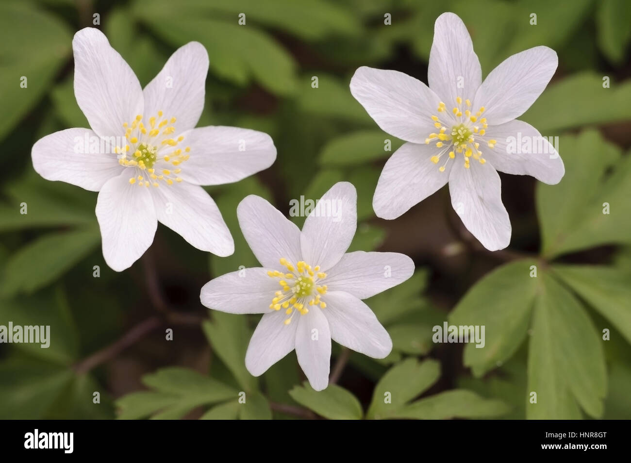 wood anemone, windflower, thimbleweed, and smell fox Stock Photo