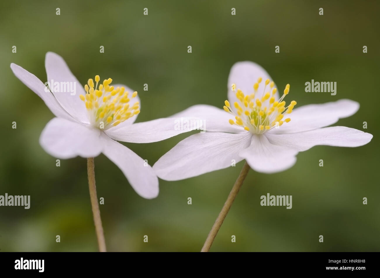 wood anemone, windflower, thimbleweed, and smell fox Stock Photo