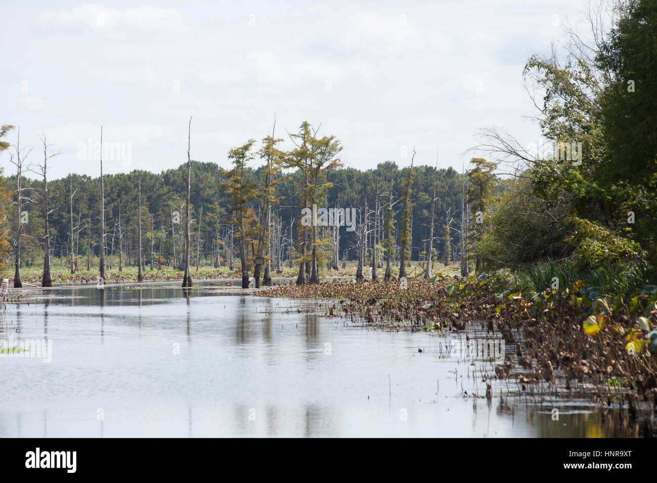 Mississippi coast landscape hi-res stock photography and images - Alamy