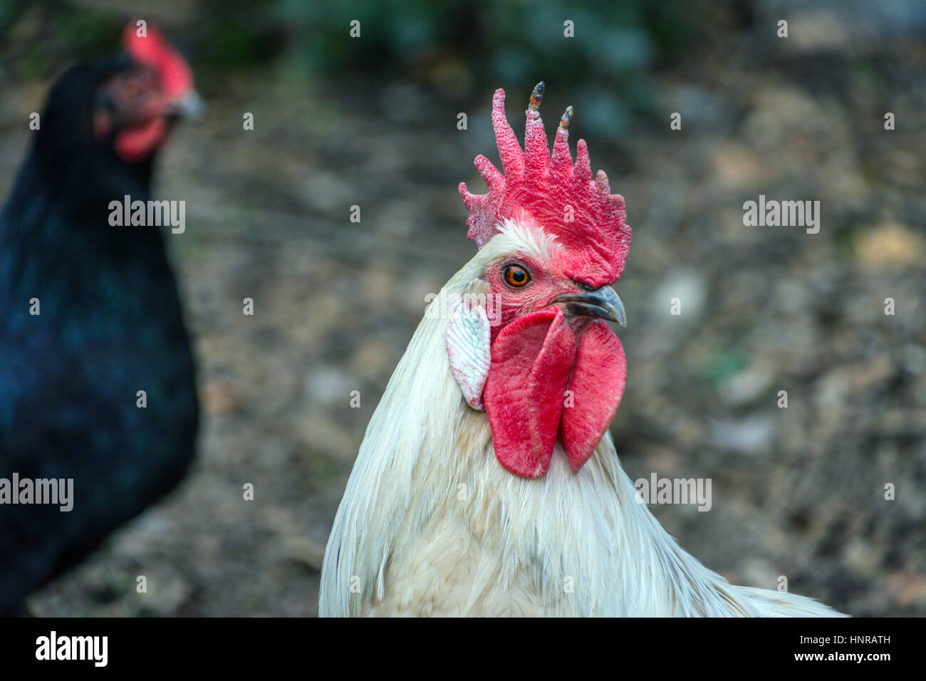 A very large Brahma chicken with an arco red comb on its head and black and  white color grazing on the background of a juicy green grass Stock Photo -  Alamy
