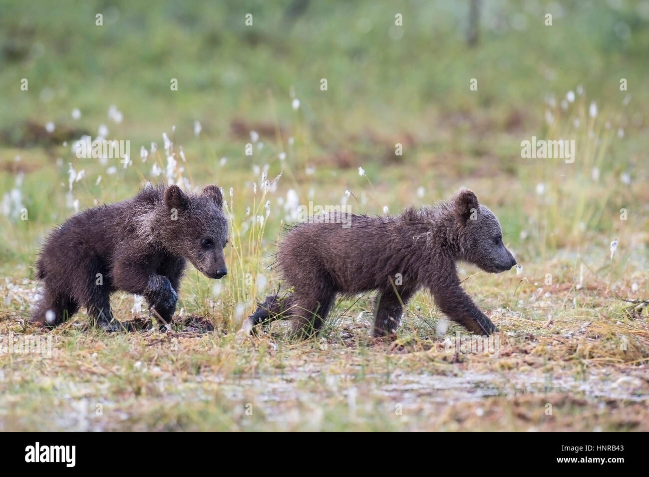 Brown bear with young animals, Braunbaer mit Jungtiere Stock Photo