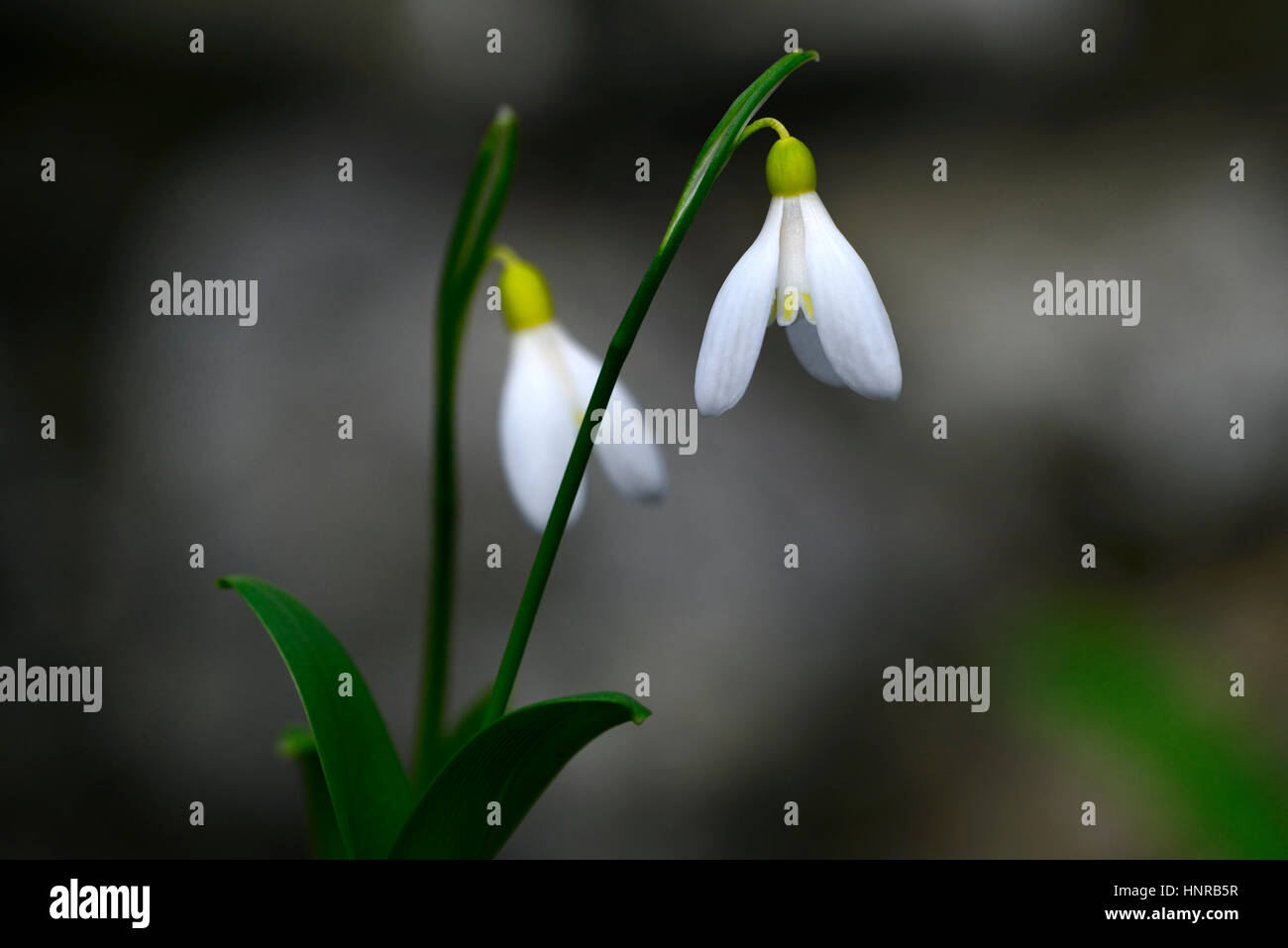 Galanthus woronowii Elizabeth Harrison, yellow, snowdrop, snowdrops, spring, flower, flowers, flowering, walled garden, RM Floral Stock Photo