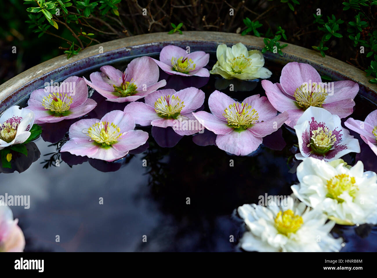 hellebore, hellebores, mix, mixed, flower, flowers, flowering, float, floating, bowl, container, ornamental, water, display, displays, garden, gardeni Stock Photo