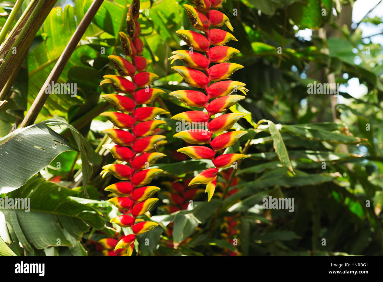 Red Heliconia Flower in natural environment, Brazil Stock Photo