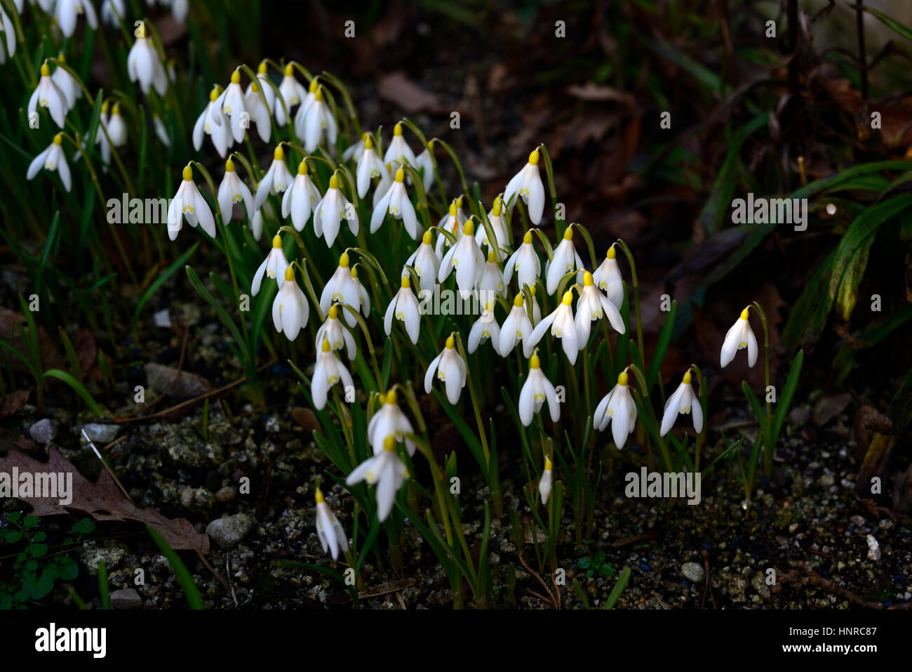 Galanthus Nivalis Sandersii Lutescens Yellow Snowdrops Snowdrop Rare Spring Flower Flowers Flowering Clump Primrose Hill Lucan Rm Floral Stock Photo Alamy