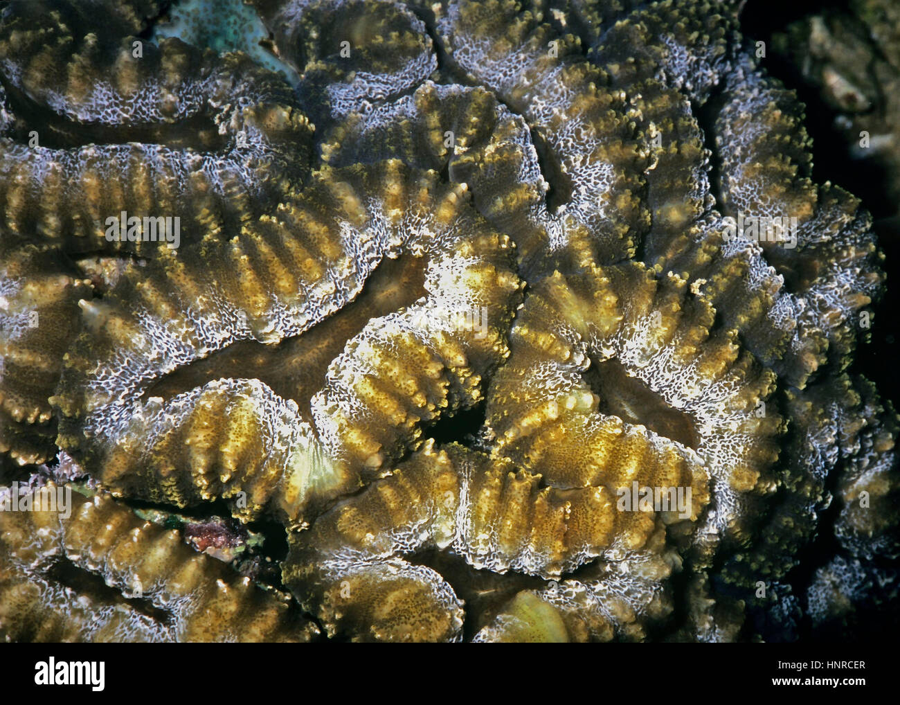 This picture of a hard coral (Favites complanata) shows the thick walls secreted by individual polyps: the reef's building blocks. Bali, Indonesia. Stock Photo