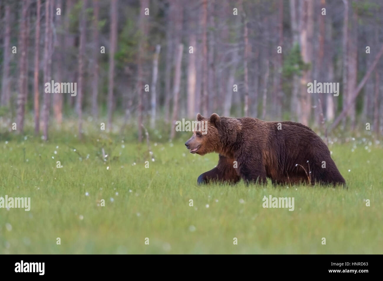 Brown bear at the edge of the forest, Braunbaer am Waldrand Stock Photo