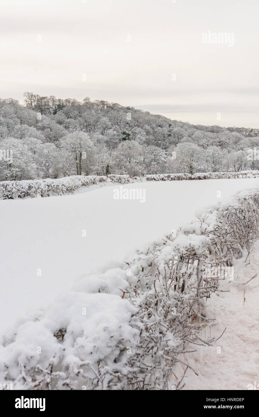 snow covered trees and fields alonside the A548 near Llanfair talhaiarn north wales Stock Photo