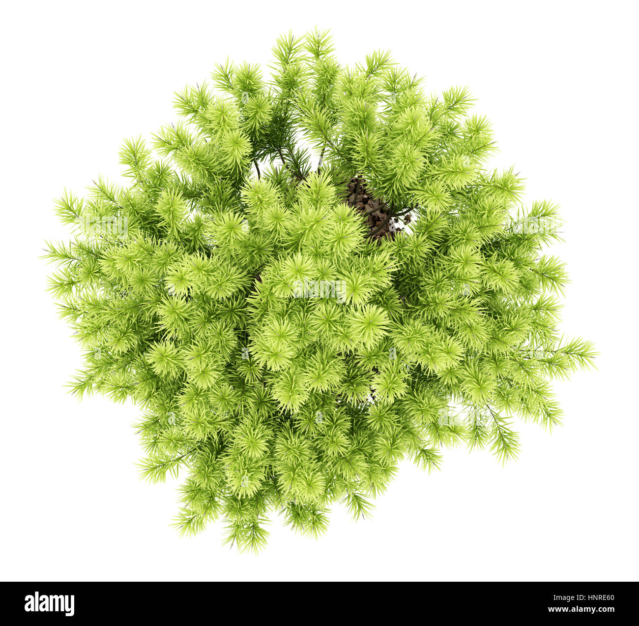 top view of pine shrub plant isolated on white background. 3d illustration Stock Photo