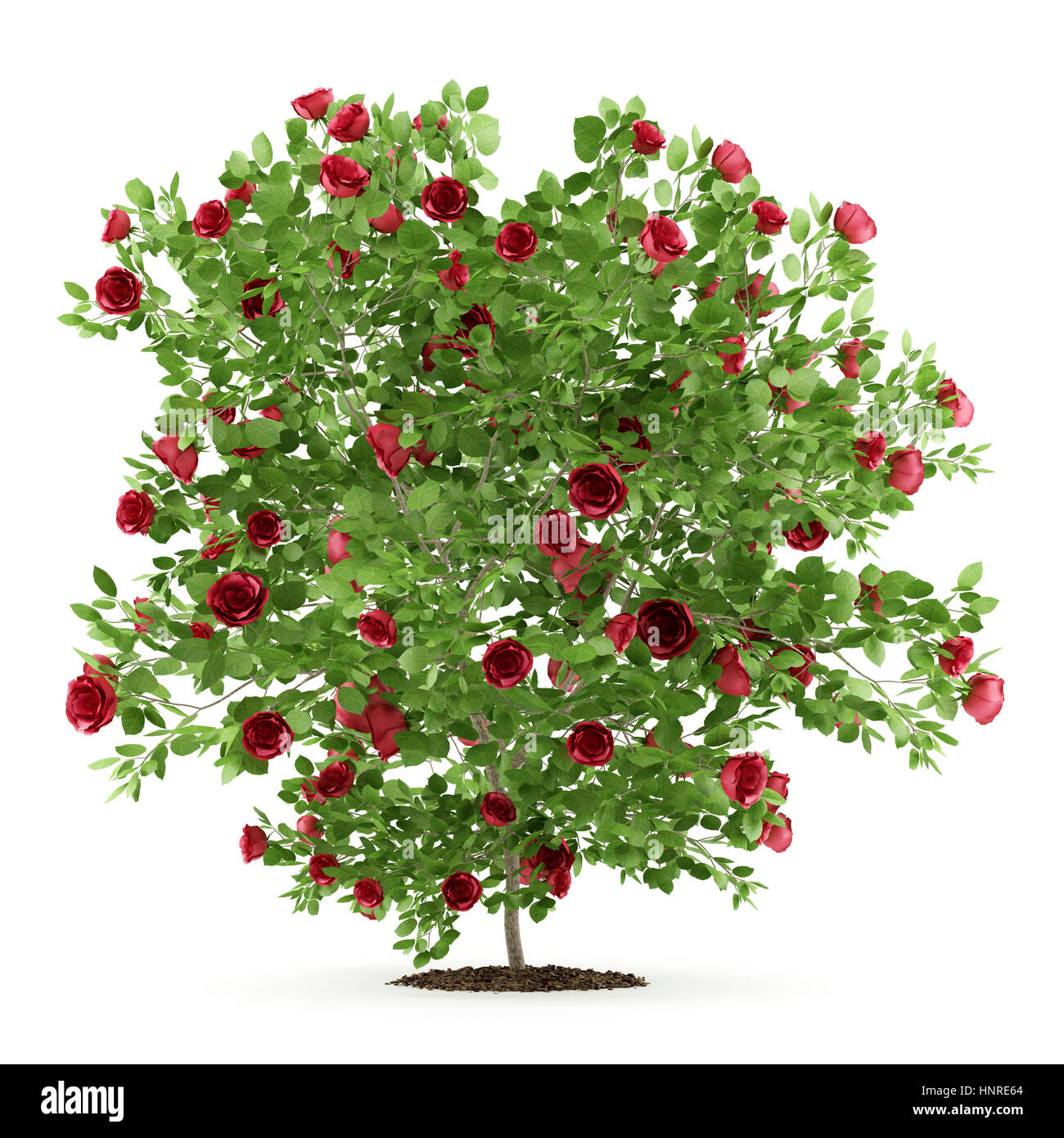 red rose shrub plant isolated on white background. 3d illustration