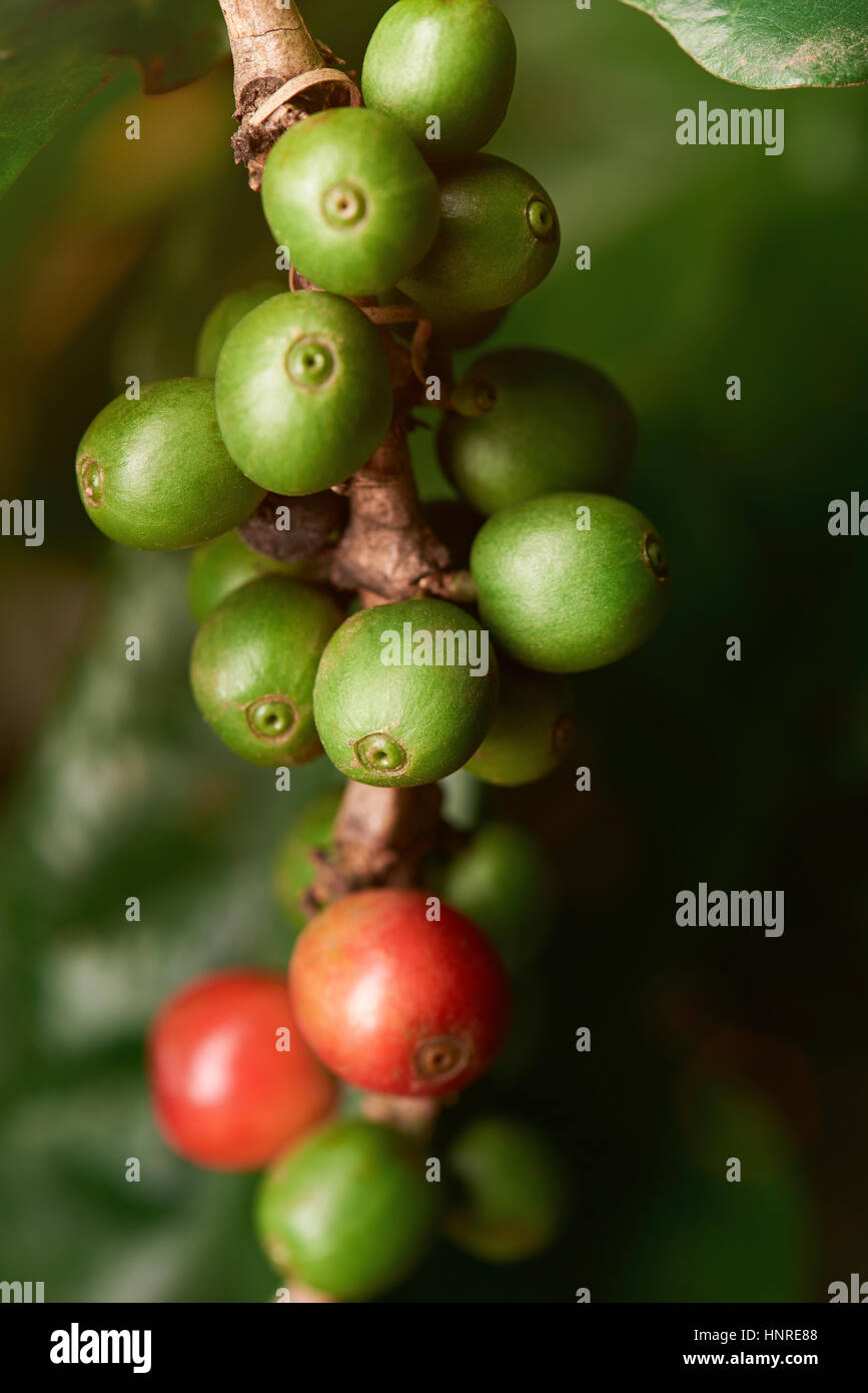 Group of raw green and red coffee beans on tree branch Stock Photo
