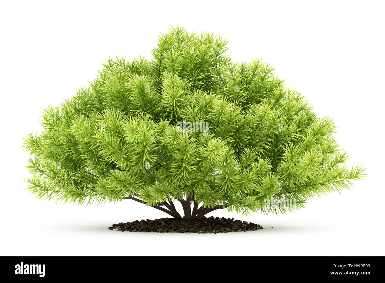 pine shrub plant isolated on white background. 3d illustration Stock Photo